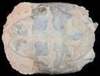 Huge, Fossil Tortoise (Stylemys) With Limb Bones #50817-5